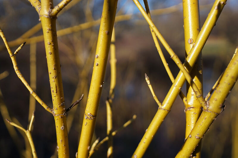 yellow stems of yellow twig dogwood