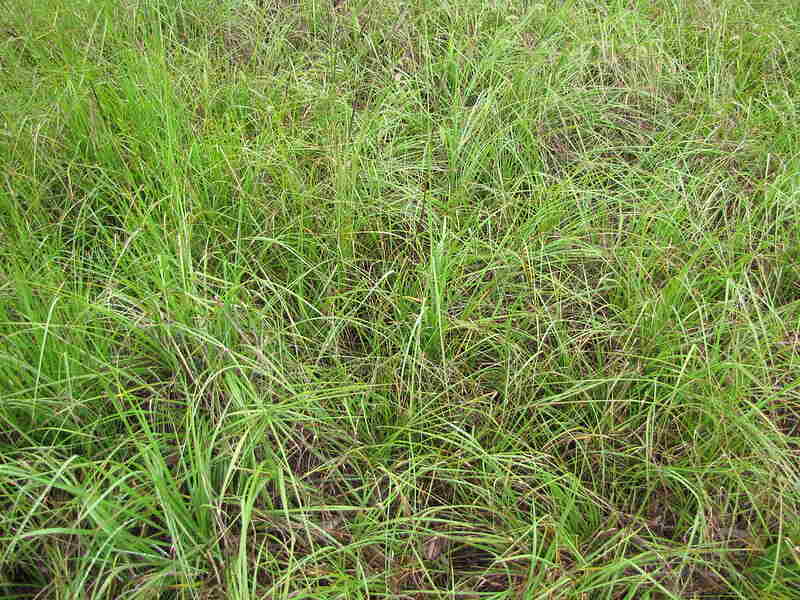 bahiagrass (Paspalum notatum)