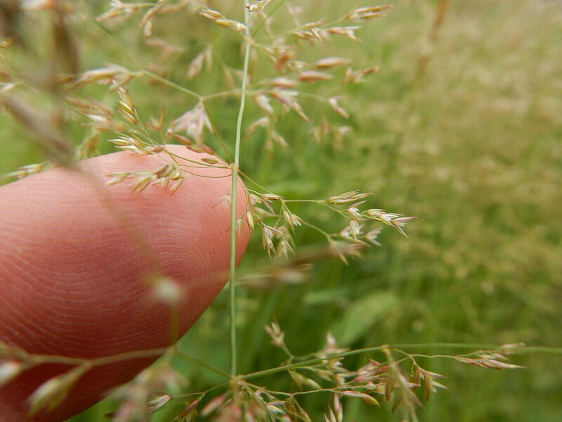 Detail with creeping bentgrass inflorescence.