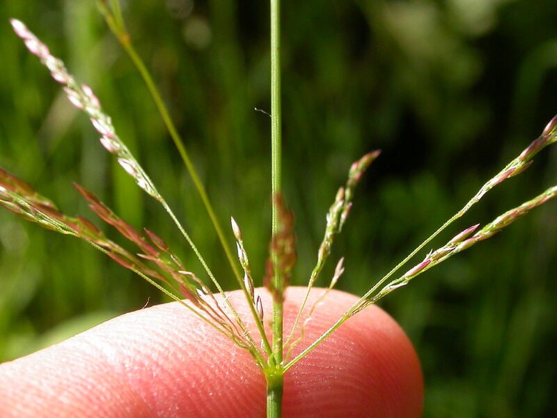 Close-up picture of creeping bentgrass inflorescence.