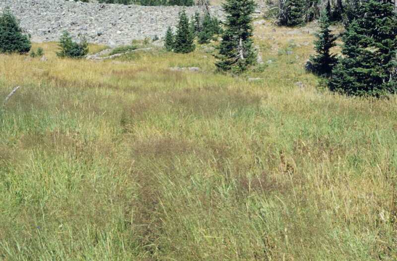 Mountain landscape with creeping bentgrass and trees.