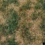 Necrotic Ring Spot in Lawn: How to Treat It