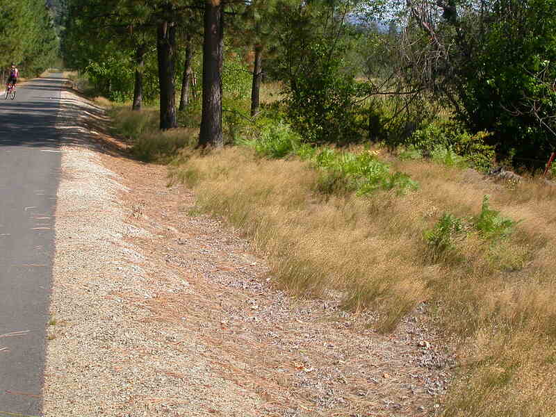 Cyclist on a road flanked by creeping bentgrass, shrubs and trees.