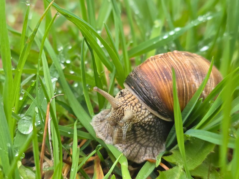 A garden snail with a striped brown shell crawls through dew-covered green grass, its tentacles extended forward.