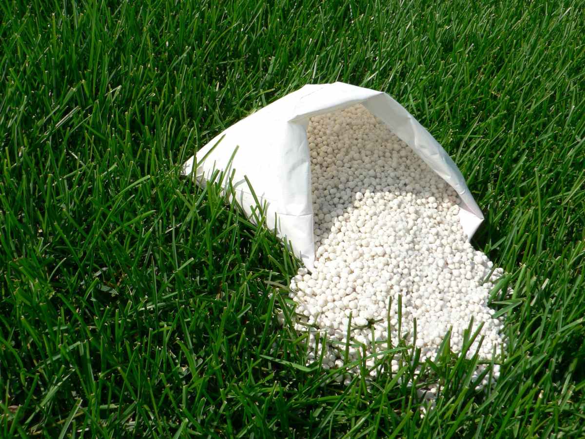 Bag of white fertilizer granules spread on grass