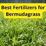 7 Best Fertilizers for Bermudagrass in 2024 [Reviews]