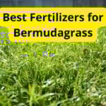 5 Best Fertilizers for Bermudagrass in 2023 [Reviews]
