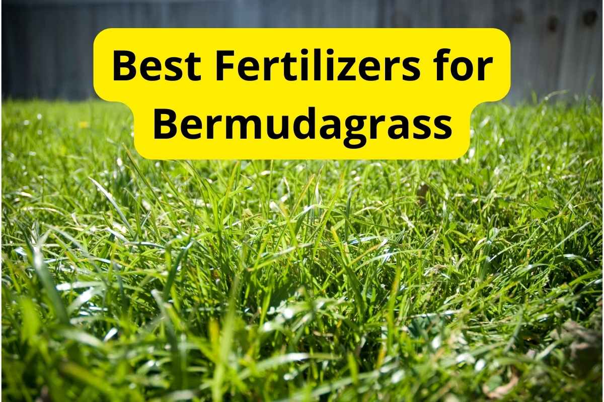 bermudagrass in a lawn