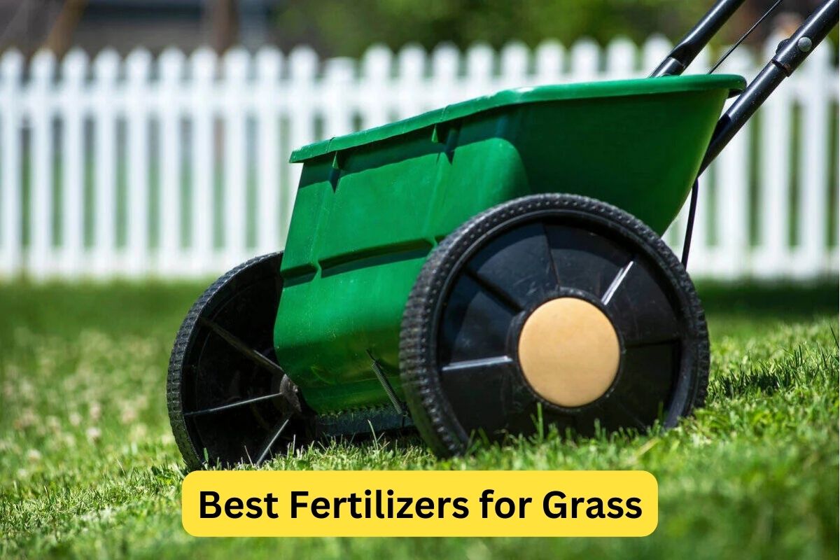 A lawn fertilizer used for spreading seed when overseeding with text overlay