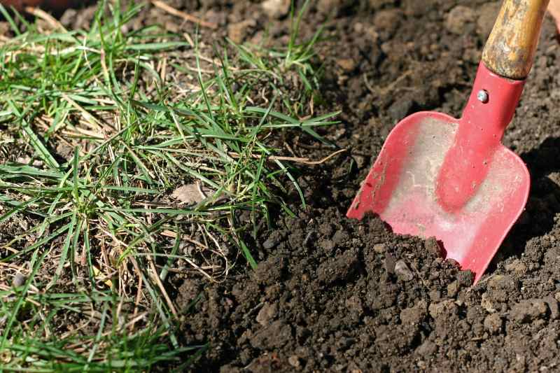 Digging grass with a small shovel