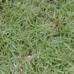 How to Grow and Maintain a Kikuyu Grass Lawn