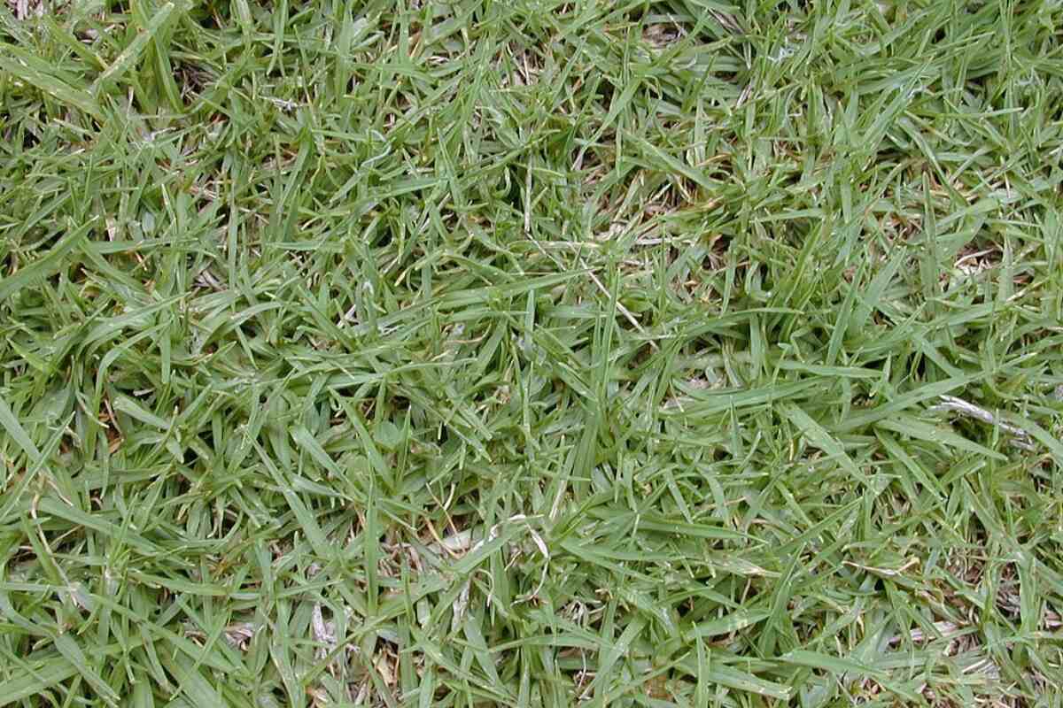 Kikuyu grass (Pennisetum clandestinum)