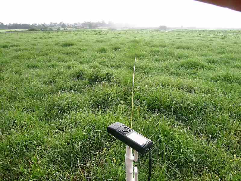 Kikuyu grass (Pennisetum clandestinum) pasture