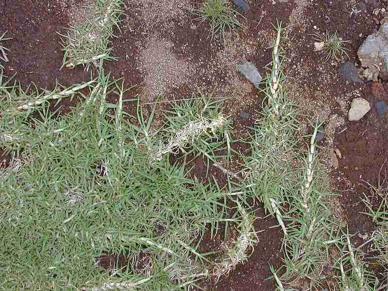 Kikuyu grass (Pennisetum clandestinum)