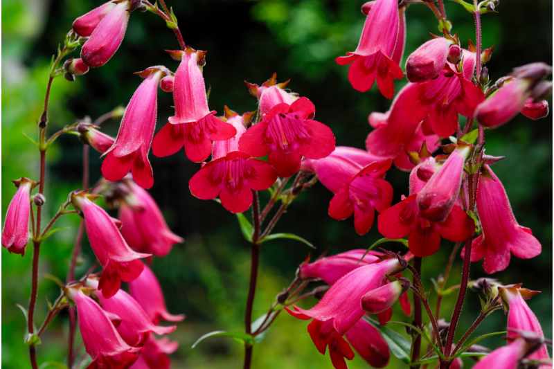 pink color flowers of penstemon 
