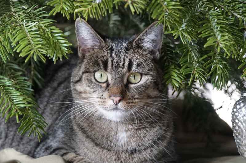 cat under a christmas tree
