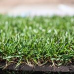 The Best Types of Sod for Your Lawn