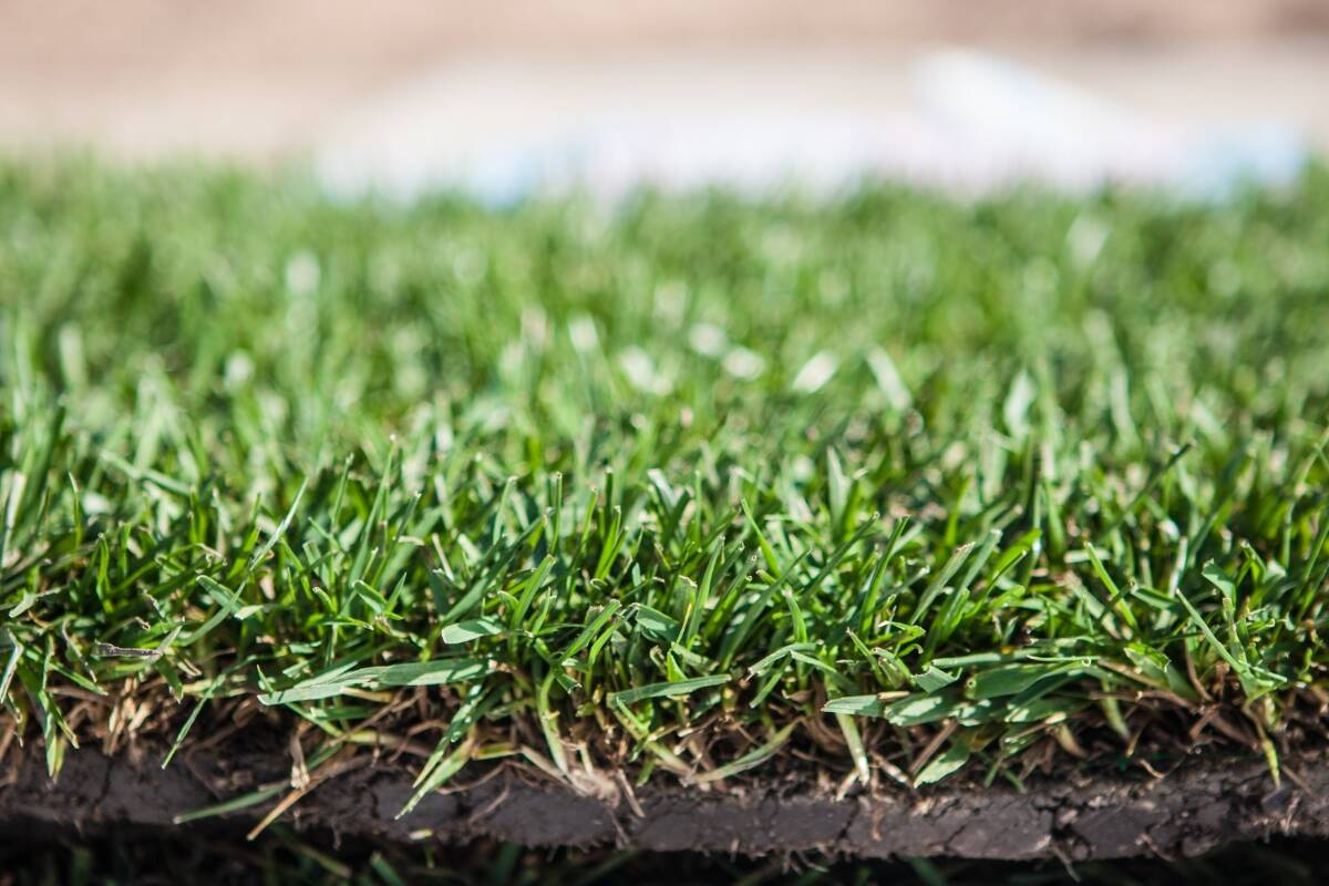 close-up of sod