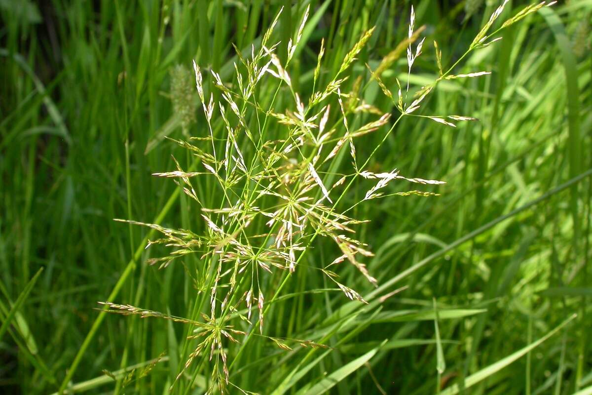 Creeping bentgrass (Agrostis stolonifera)