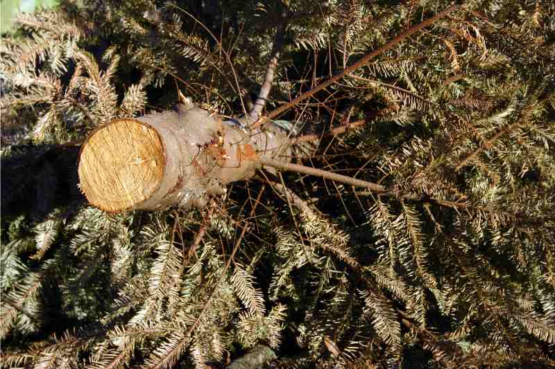 dead christmas tree wood log and branches