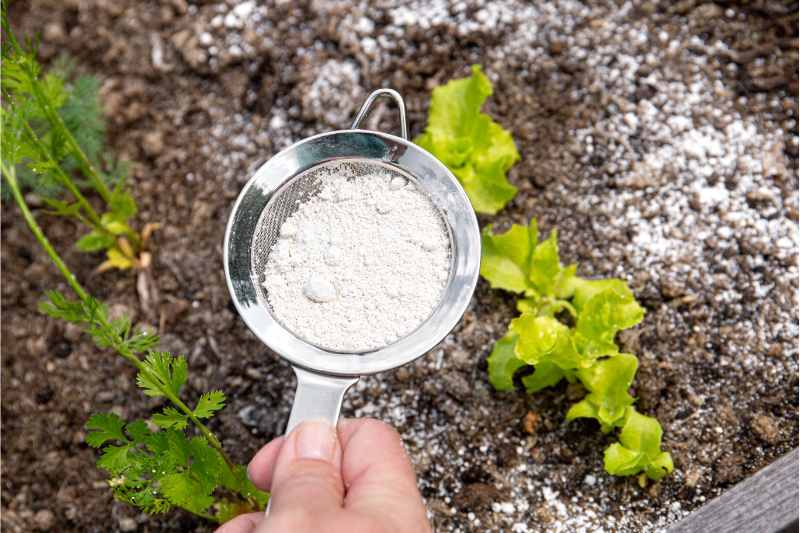 diatomaceous earth in a a strainer