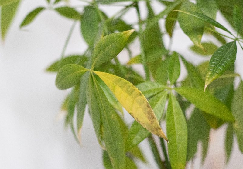 Close-up of a Pachira aquatica (money tree) plant showing yellowing and browning leaves, indicating disease or improper care conditions.
