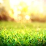 When to Mow Your Yard this Spring