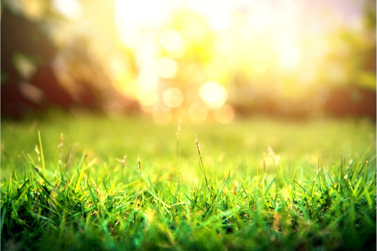 green grass on sunny day