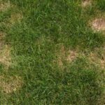 Lawn Fungus Treatments: Costs, Types, and Do They Work?