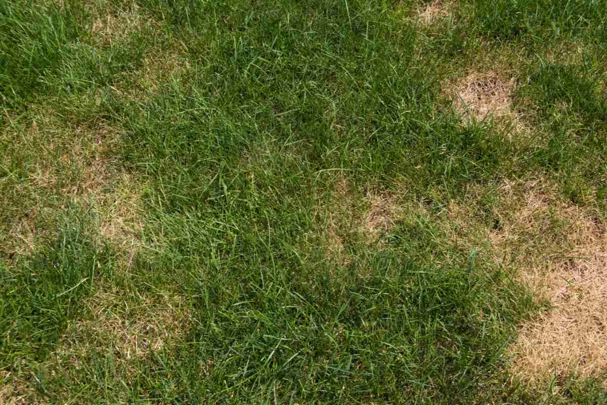 lawn disease