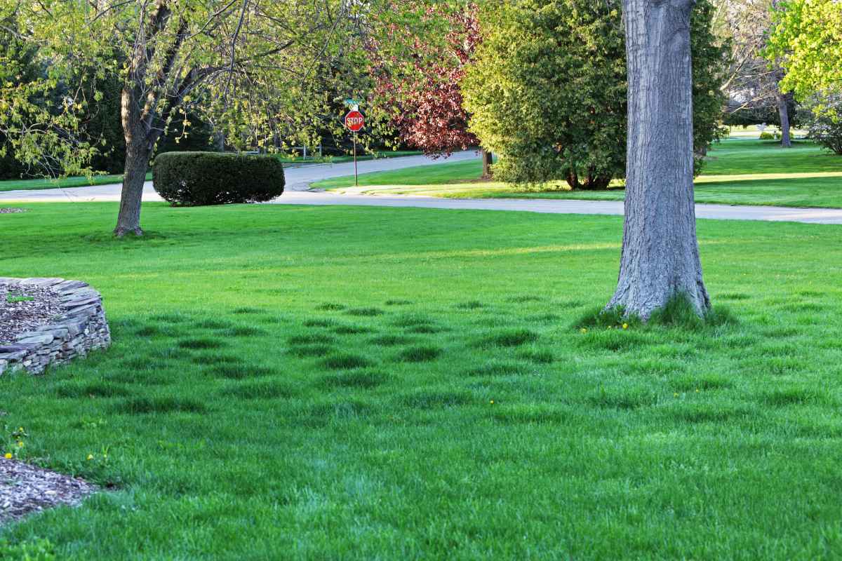 lumpy lawn mounds in early spring