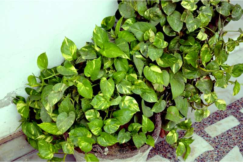 money plant on chips marble floor