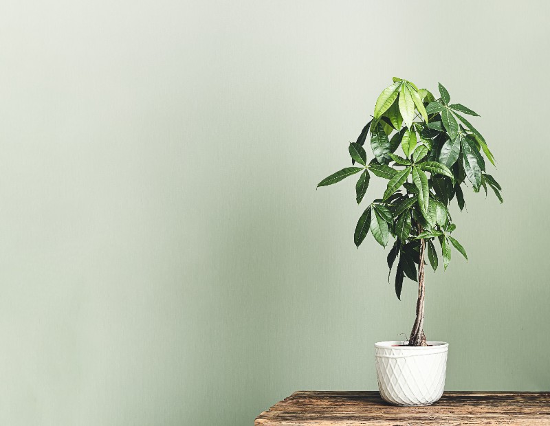 Money tree in a white flower pot on the wooden table isolated on a light green background