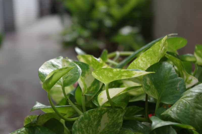 closeup of a money plant 