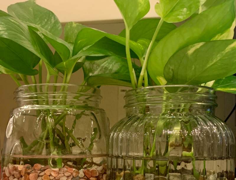 closeup of money plant