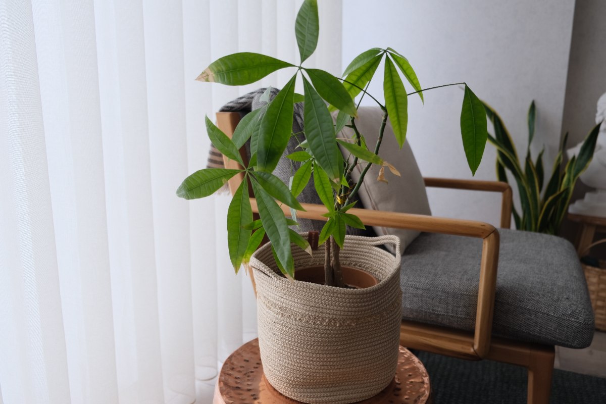 A money plant with slender green leaves growing in a woven basket pot, placed indoors beside a chair and window blinds.