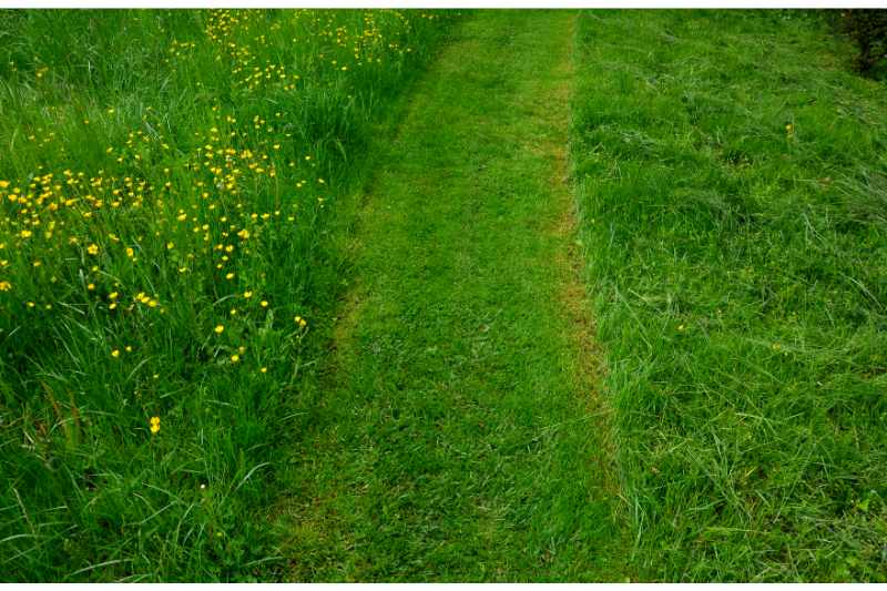 path mowed by a lawn mower