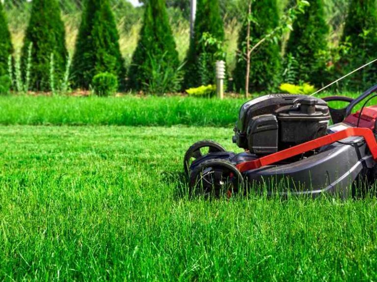 How to Grow and Maintain a Creeping Bentgrass Lawn