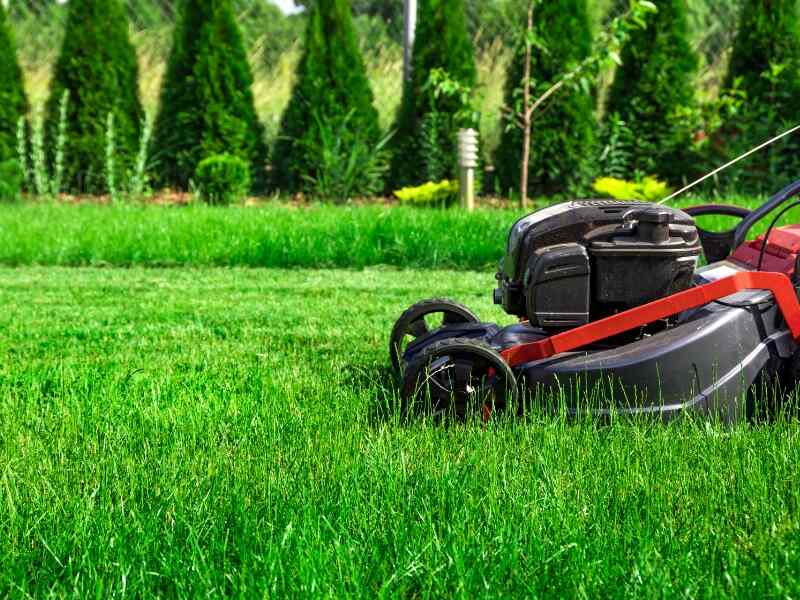 Black mower in half-mowed lawn sorrounded by shrubs.