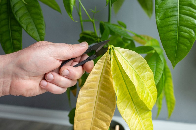 A person using pruning shears to cut yellowing leaves from a Pachira aquatica (money tree) plant as part of houseplant care.