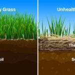 How Much Does Lawn Aeration Cost in 2024?