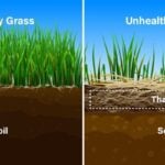 How Much Does Lawn Aeration Cost in 2023?