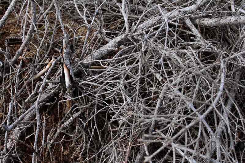 picture of tree branches