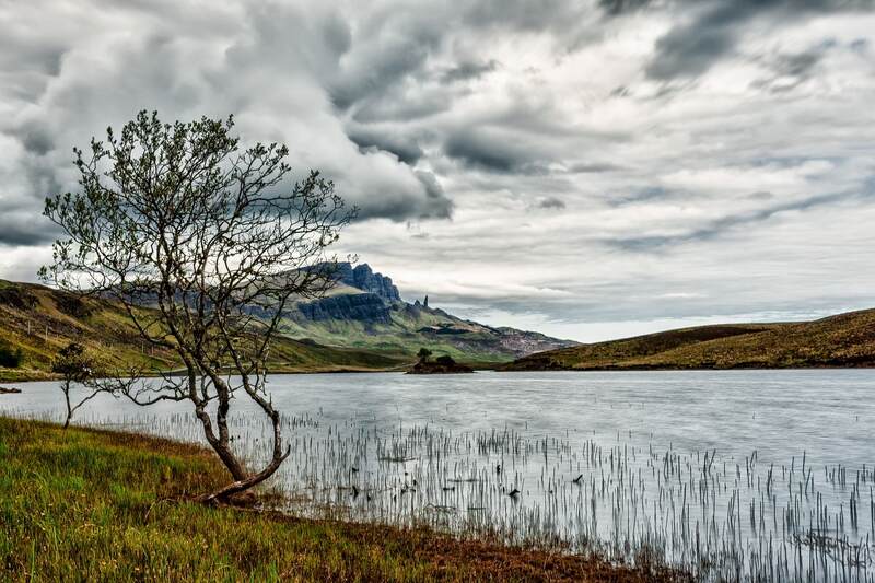 tree near a lake with sky in background