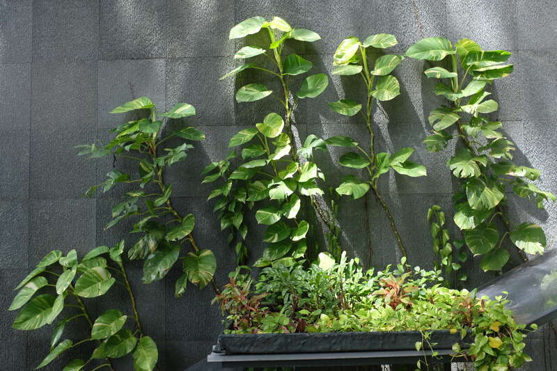 vertical money plant
