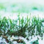 What is Dormant Seeding? And How to Dormant Seed Your Lawn
