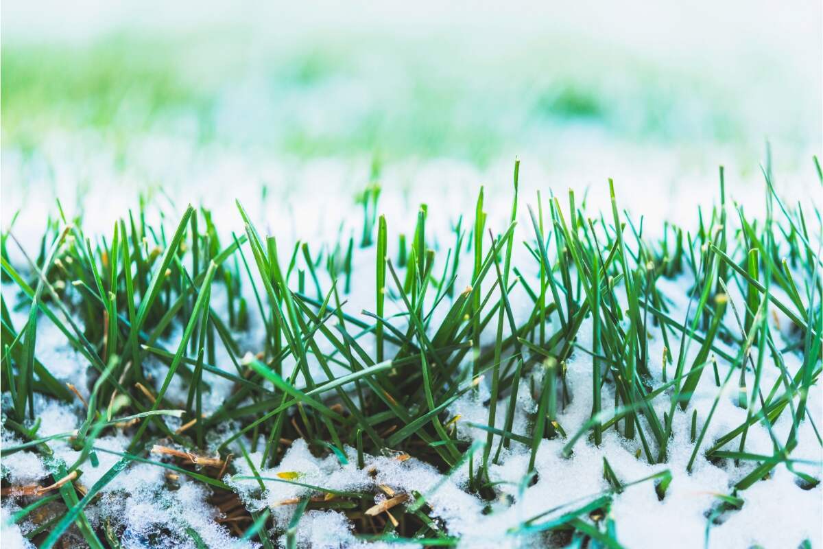 green grass lightly covered in snow
