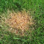 What is Fertilizer Burn? 