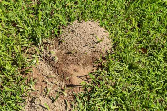 Fire ant mound in a lawn