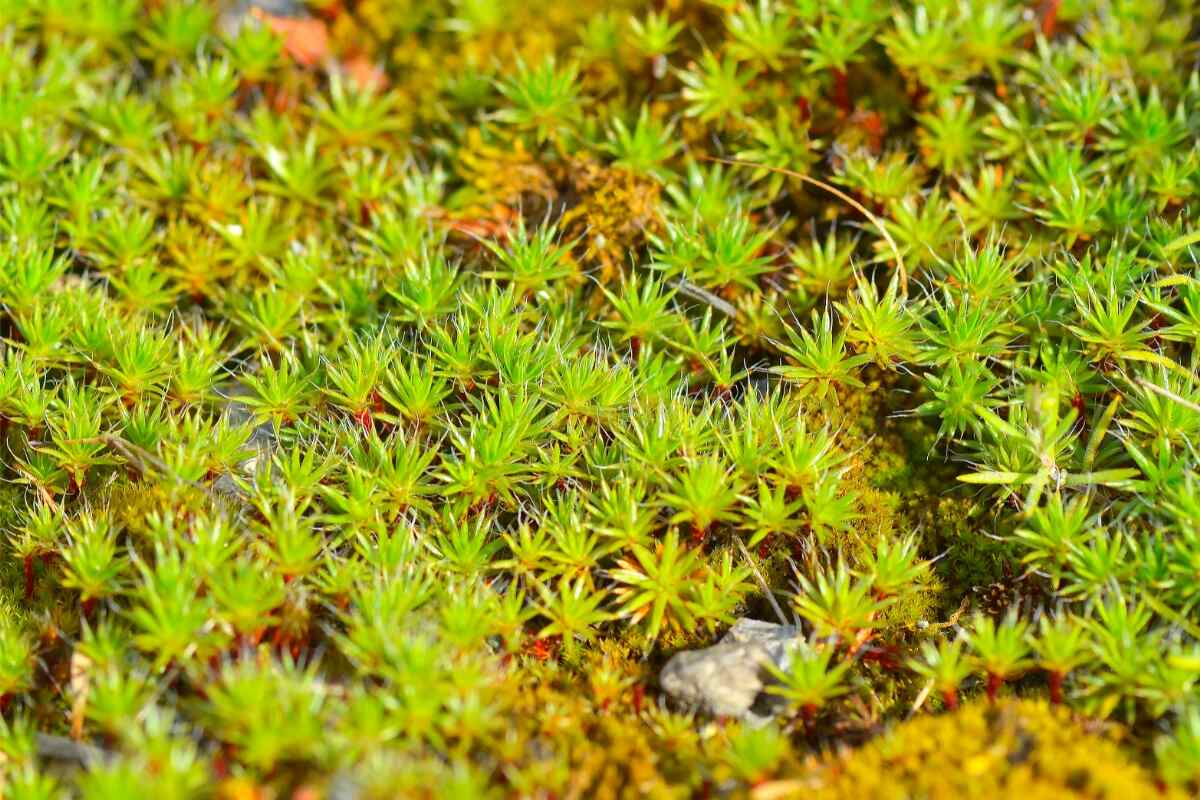 common haircap moss ground cover